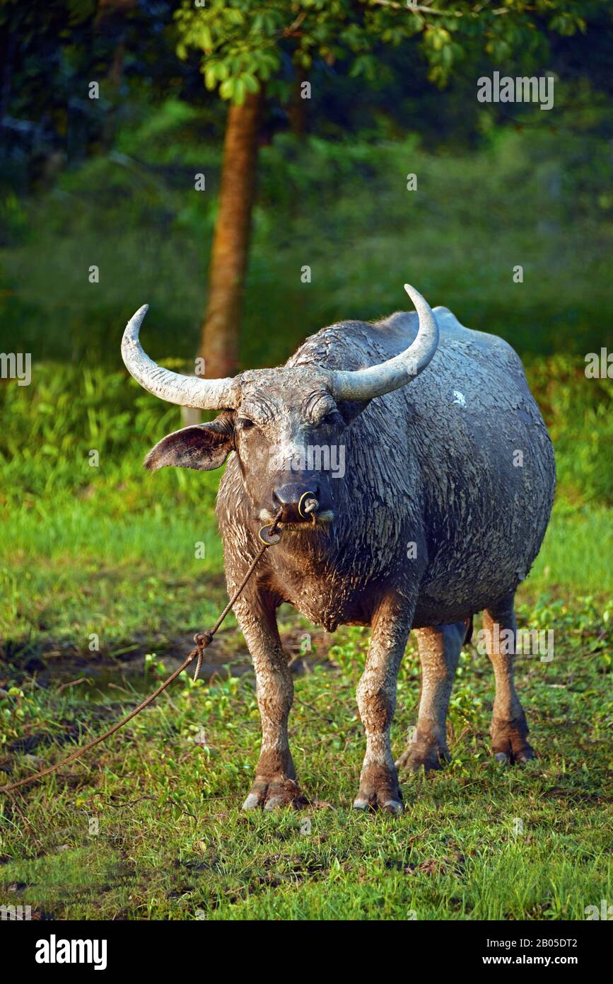 Asian water buffalo, wild water buffalo, carabao (Bubalus bubalis, Bubalus arnee), tied up useful animal, Thailand, Kho Yoa Noi Stock Photo