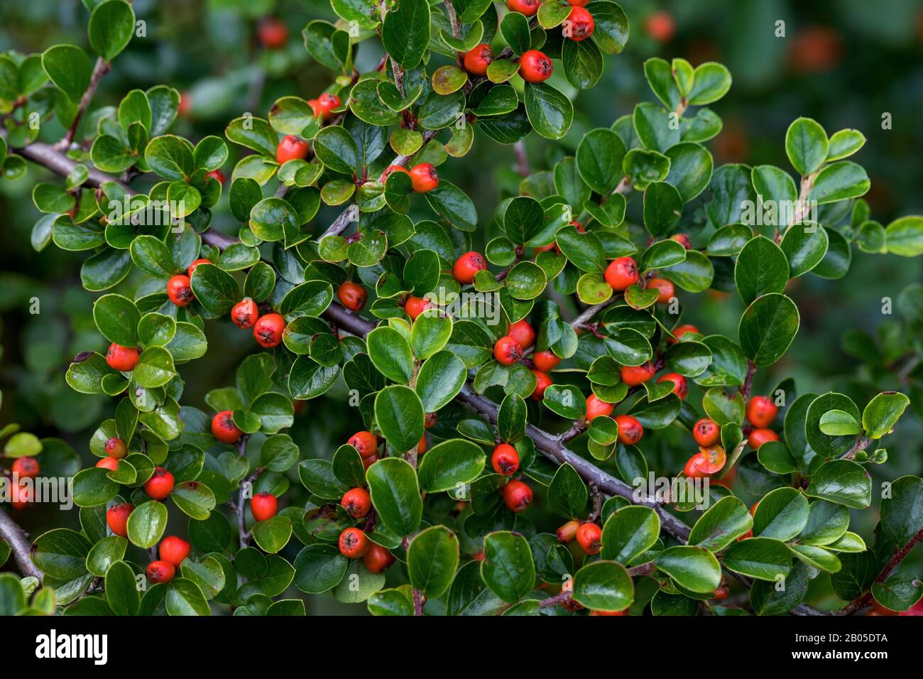 Early Creeping Cotoneaster (Cotoneaster praecox), fruiting branch Stock Photo