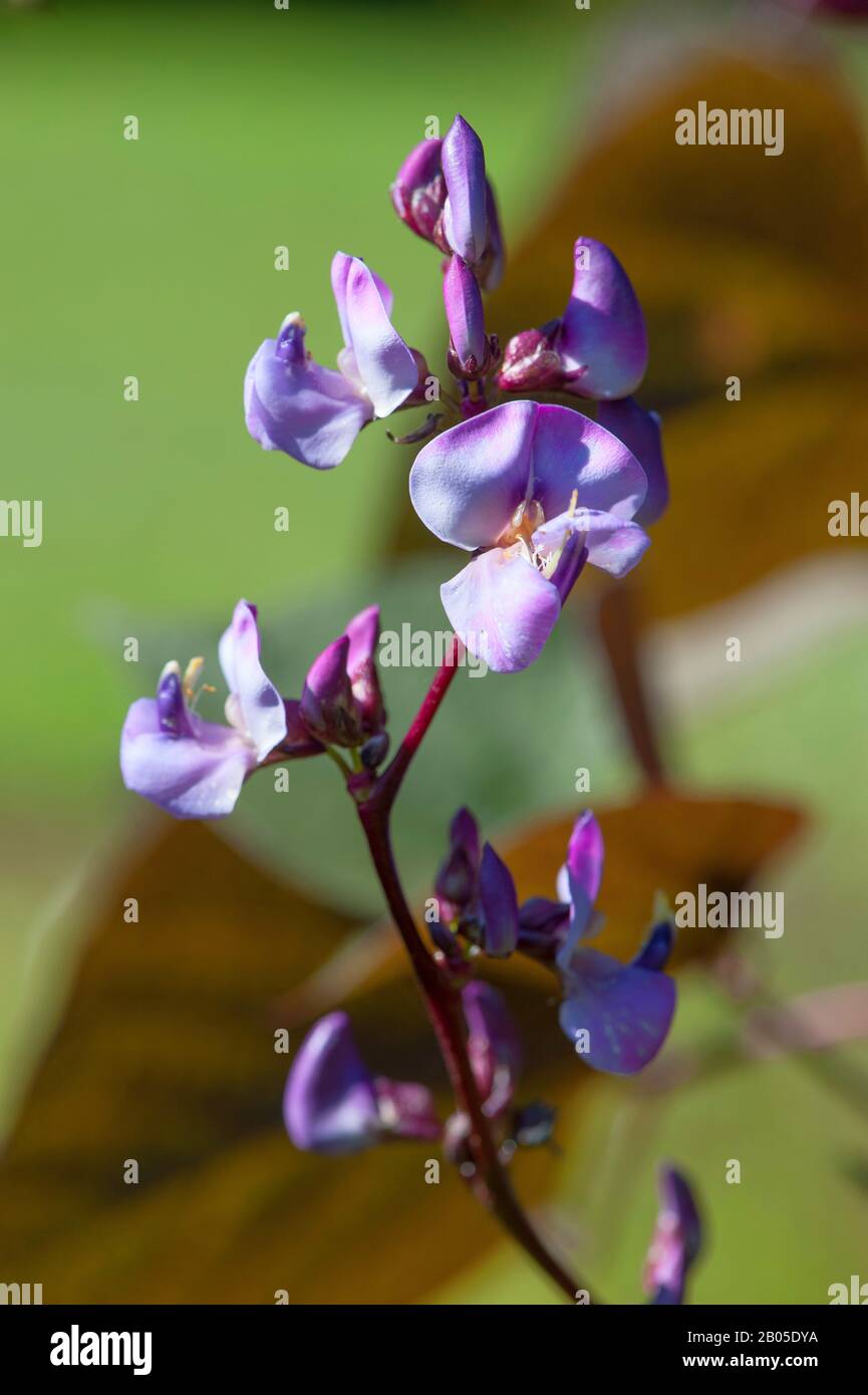 Hyacinth Bean (Lablab purpureus), blooming Stock Photo