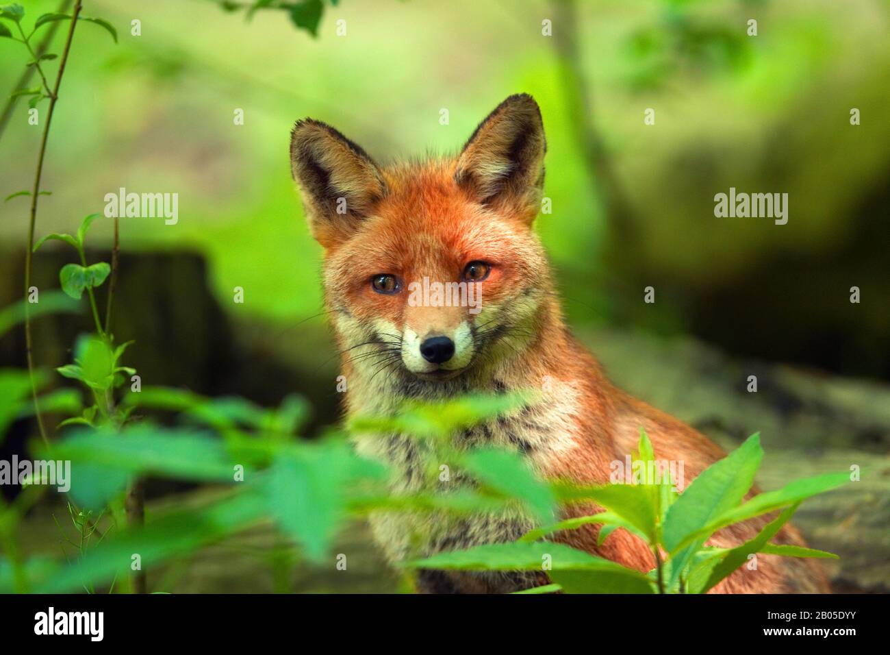 red fox (Vulpes vulpes), sitting at the forest edge, half-length portrait, Germany Stock Photo