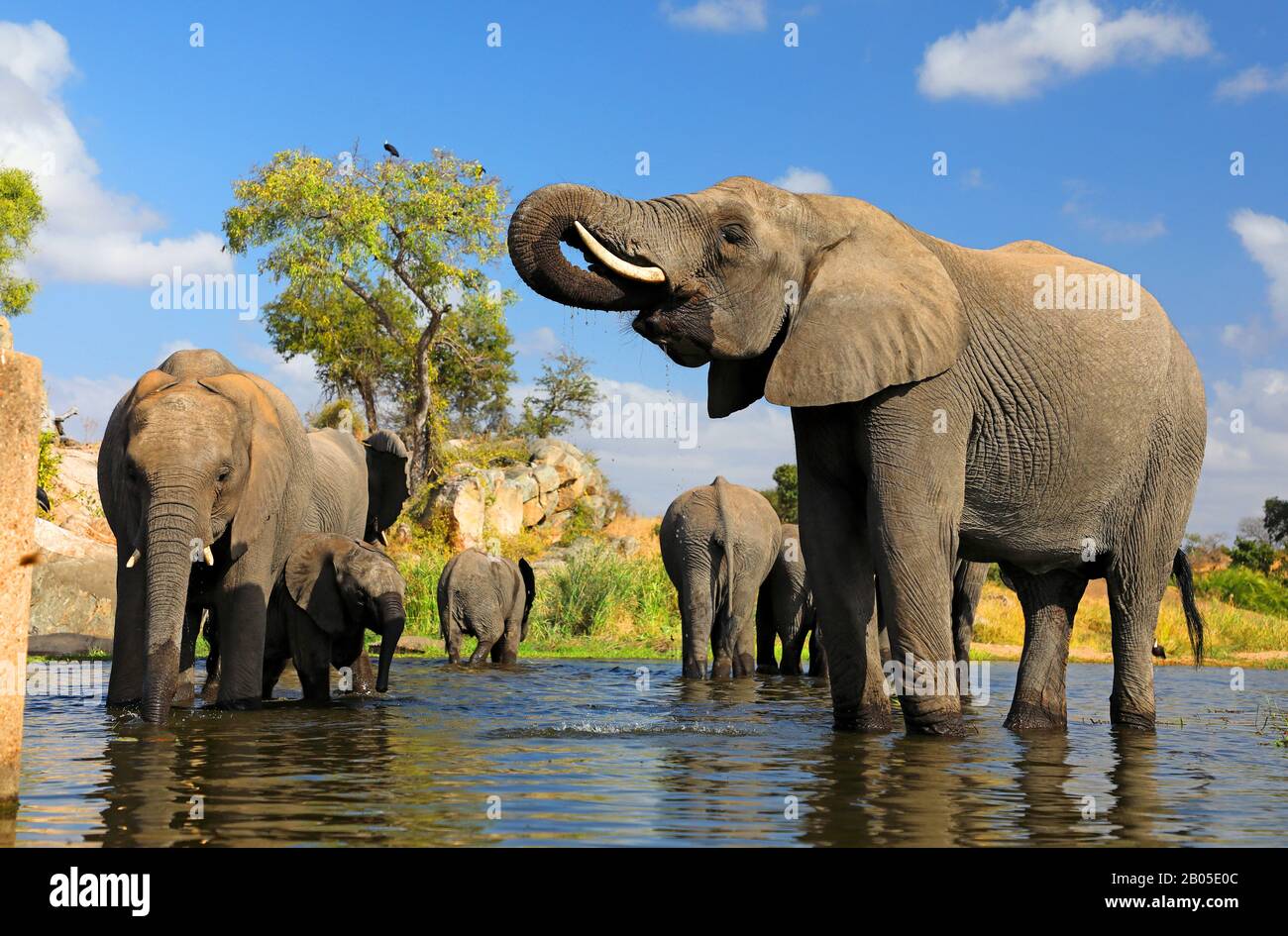 African elephant (Loxodonta africana), herd drinks at waterhole, South Africa, Mpumalanga, Kruger National Park Stock Photo