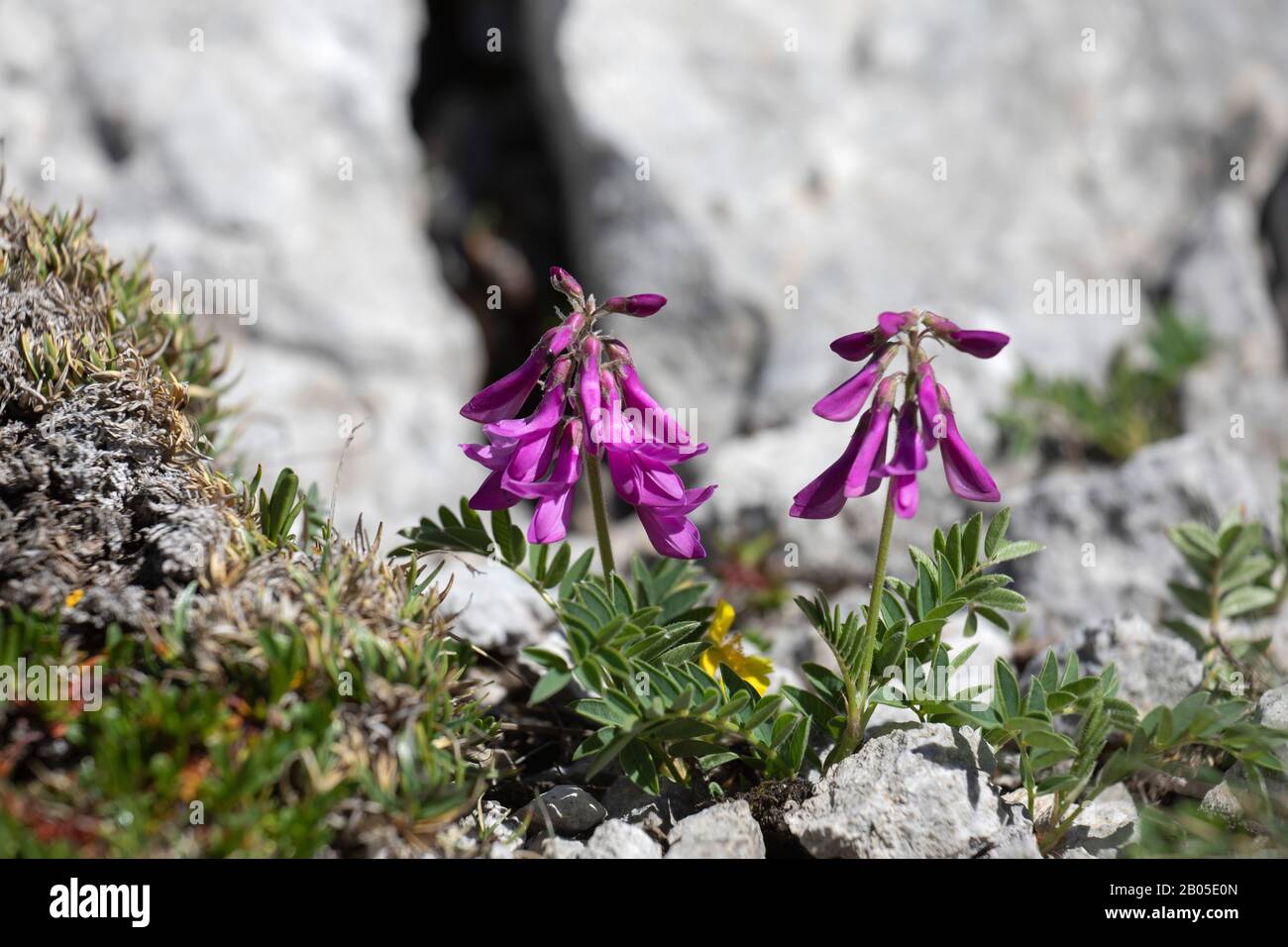 Alpine French Honeysuckle (Hedysarum hedysaroides), blooming, Germany, Bavaria Stock Photo
