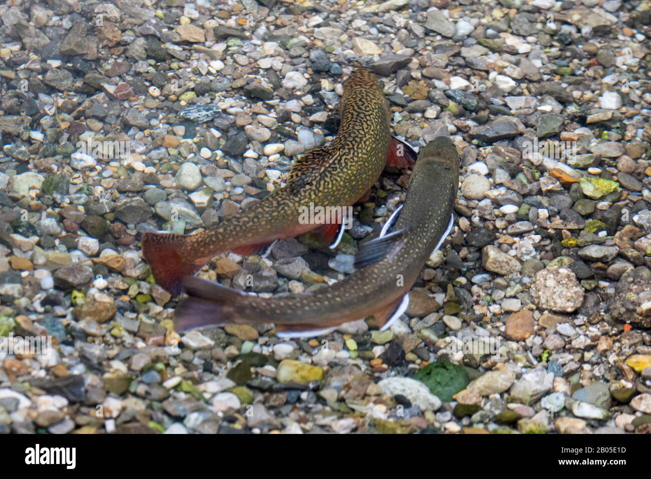 brook trout, brook char, brook charr (Salvelinus fontinalis), pair over spawning substrate Stock Photo