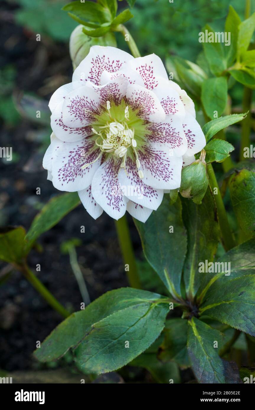 Close up of flower detail of Helleborus Cinderella   Ideal for borders and woodland gardens are evergreen and frost hardy Stock Photo