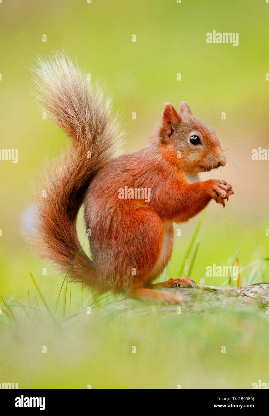 European red squirrel, Eurasian red squirrel (Sciurus vulgaris), sitting erect in a meadow, side view, Switzerland Stock Photo
