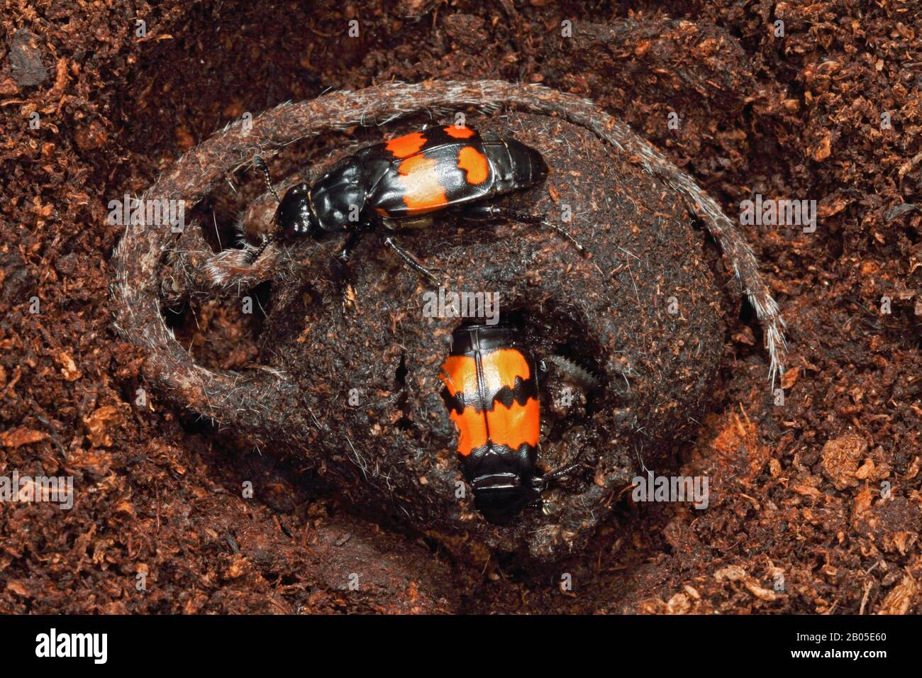 Burying Beetle (Necrophorus vespilloides, Nicrophorus vespilloides), larvae in kadaver, Germany Stock Photo