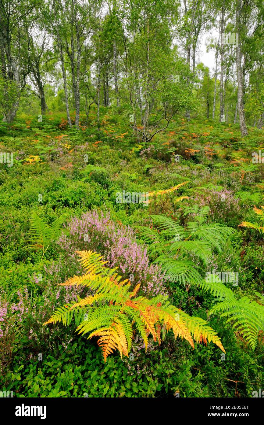 birch (Betula spec.), birch forest with heath, eagle fern and Blue berry bushes, United Kingdom, Scotland, Craigellachie National Nature Reserve, Aviemore Stock Photo