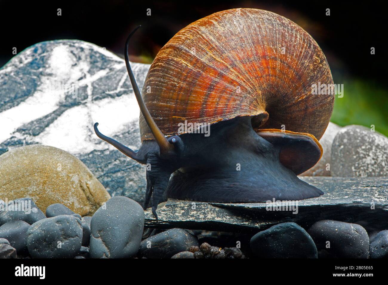 Asian Freshwater Snail (Pila ampullacea), on stones under water Stock Photo