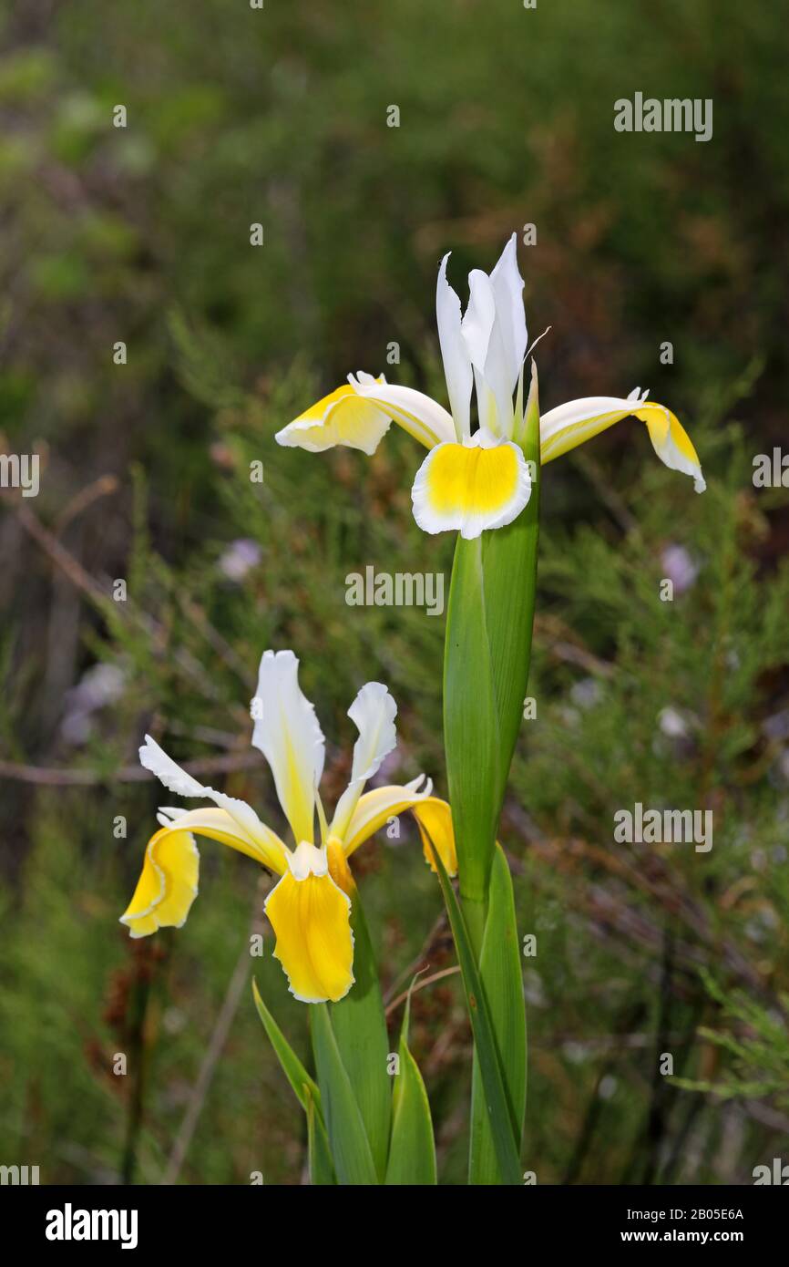 Yellow banded iris, Turkish iris (Iris orientalis), blooming, Greece, Lesbos Stock Photo