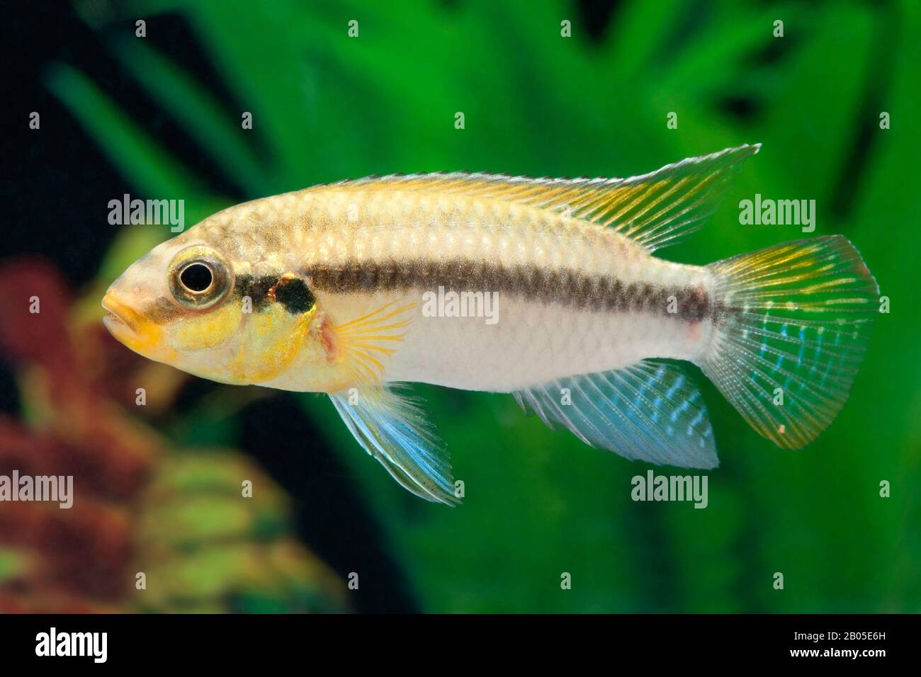 eye-spot cichlid, violet cichlid, gold-cheek krib, ocellated krib (Pelvicachromis subocellatus), swimming Stock Photo