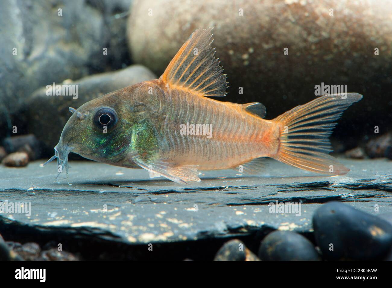 Corydoras catfish (Corydoras concolor), close to bottom, side view Stock Photo