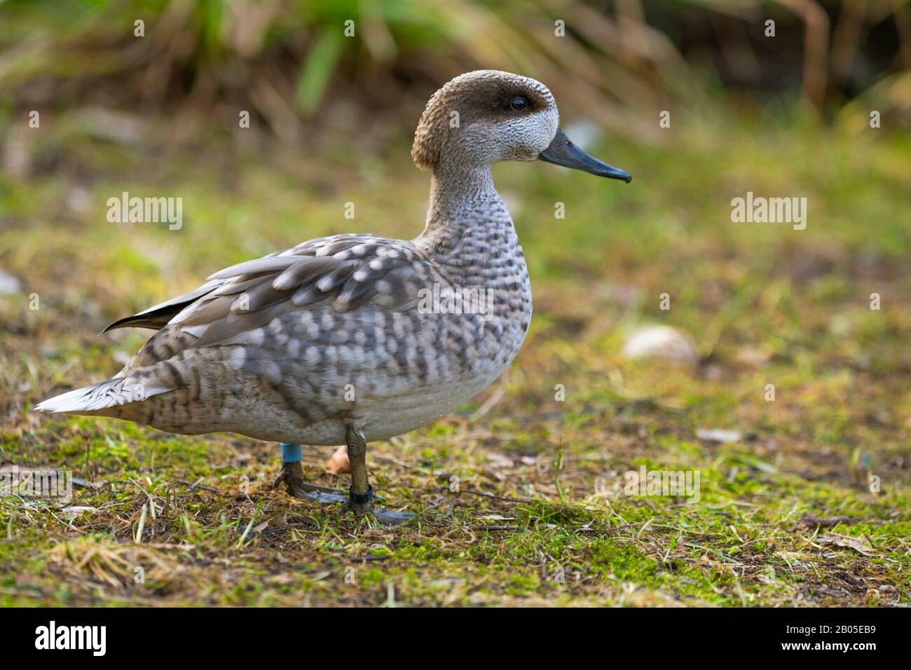 marbled teal (Marmaronetta angustirostris), in a meadow, side view Stock Photo