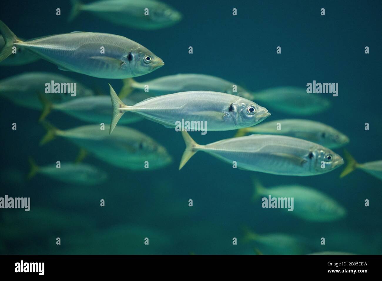 Atlantic horse mackerel hires stock photography and images Alamy