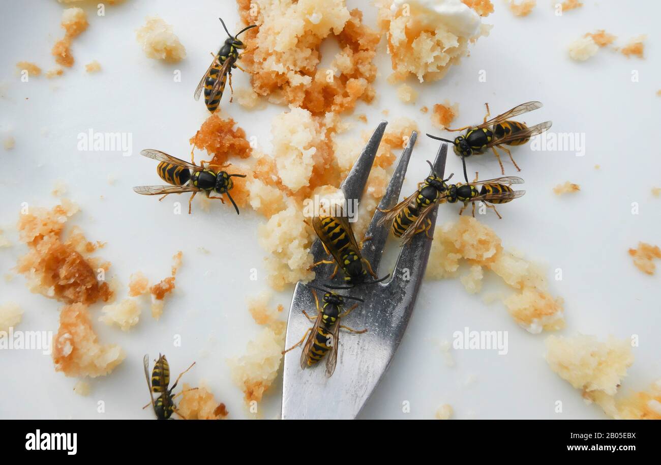 polistine wasps (Polistinae), Wasps on dessert plate, Germany, Lower Saxony Stock Photo