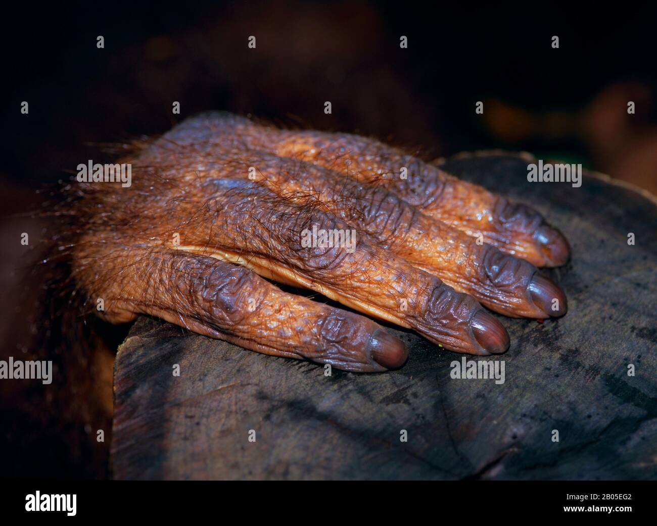 Bornean orangutan (Pongo pygmaeus pygmaeus), hand, Malaysia, Borneo Stock Photo