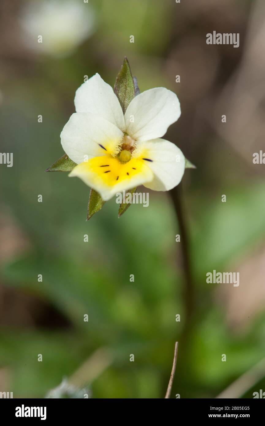 cultivated pansy, field pansy, small wild pansy (Viola arvensis), flower, Germany Stock Photo