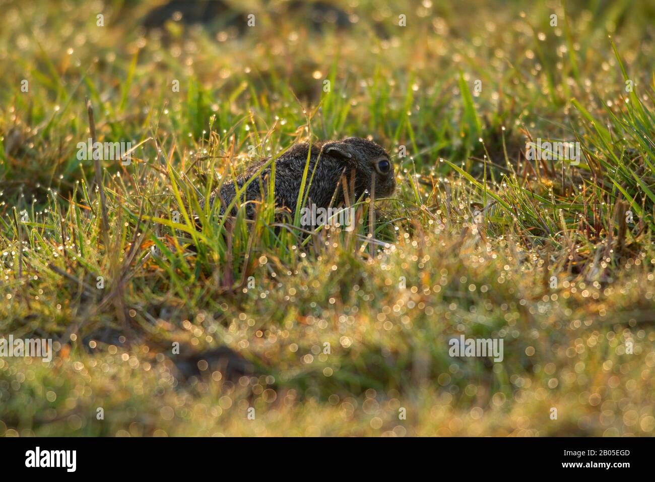 European hare, Brown hare (Lepus europaeus), young animal ducking in a damp meadow, side view, Germany, North Rhine-Westphalia Stock Photo