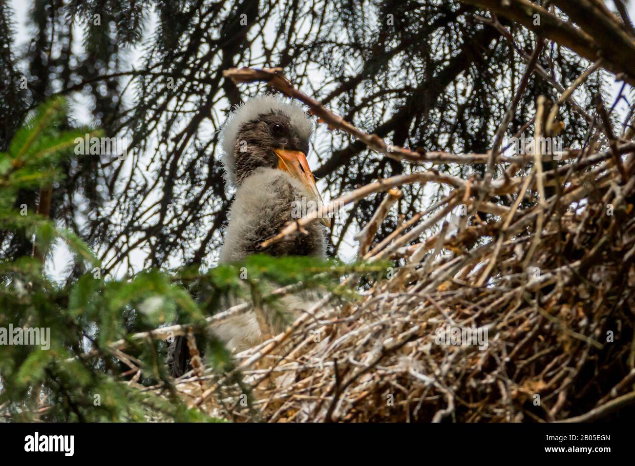 black stork (Ciconia nigra), young bird looking out the nest, side view, Germany, Bavaria, Niederbayern, Lower Bavaria Stock Photo
