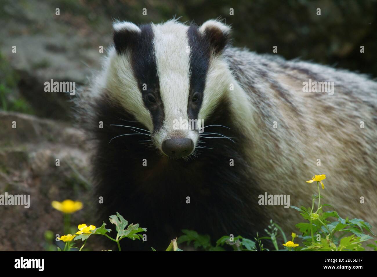 Old World badger, Eurasian badger (Meles meles), in ameadow, Germany Stock Photo