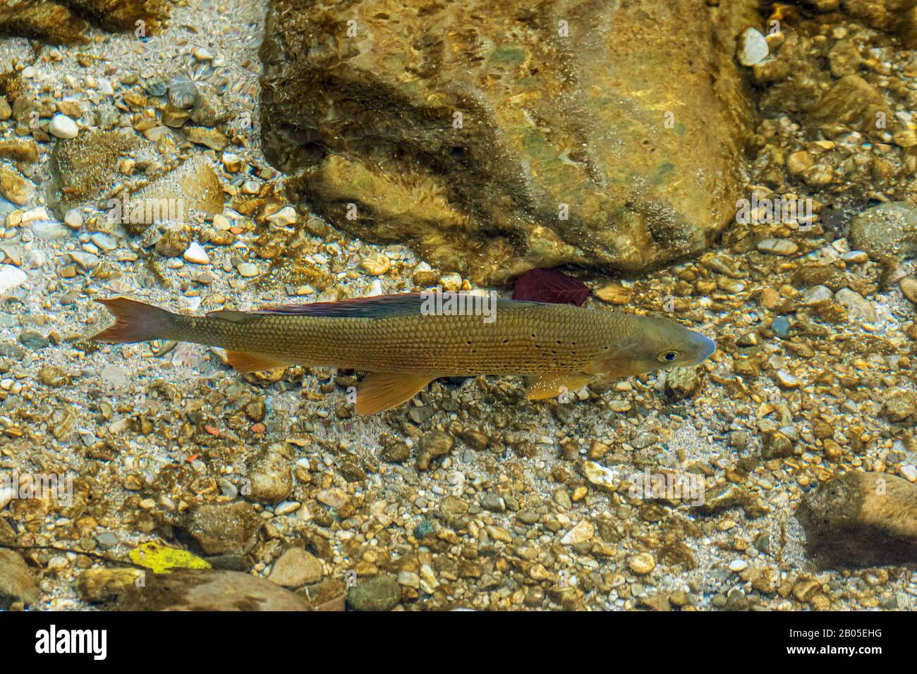 grayling (Thymallus thymallus), milkner over gravel bed in a river, Germany, Bavaria Stock Photo