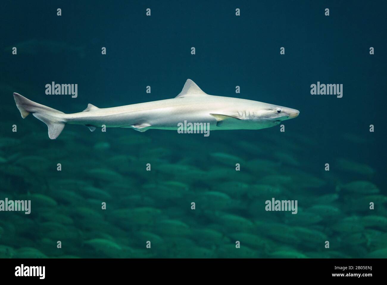 Tope shark, Tope, Soupfin shark, School shark (Galeorhinus galeus, Galeorhinus zygopterus, Eugaleus galeus), side view Stock Photo