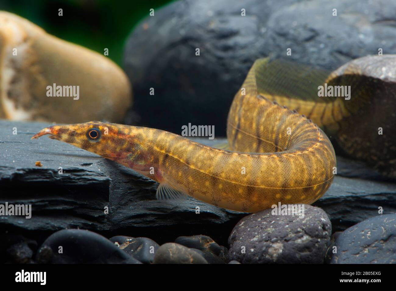 Zebra spiny eel (Mastacembelus zebrinus), on stones under water Stock Photo