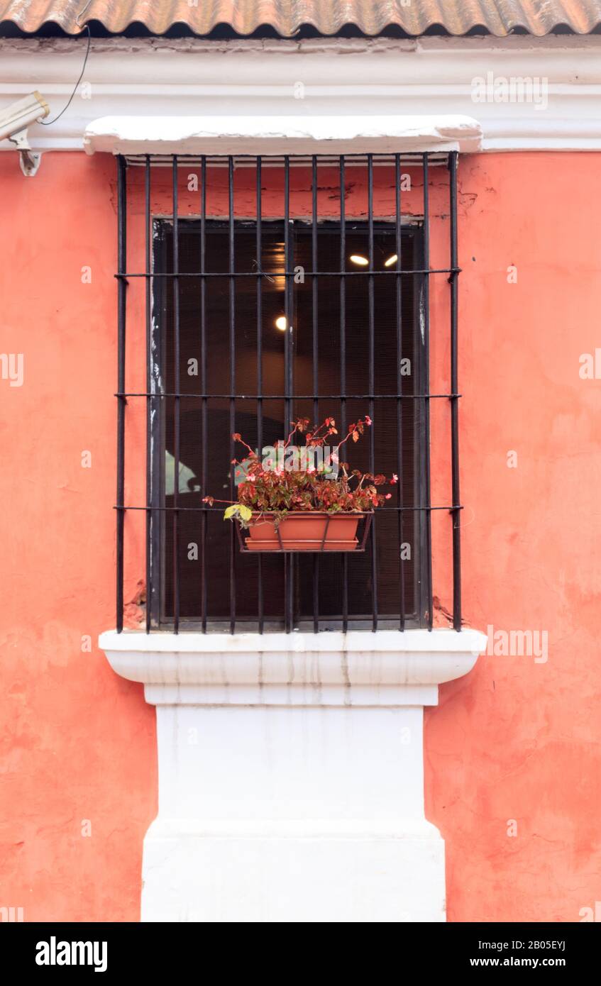window with plants in antigua guatemala Stock Photo