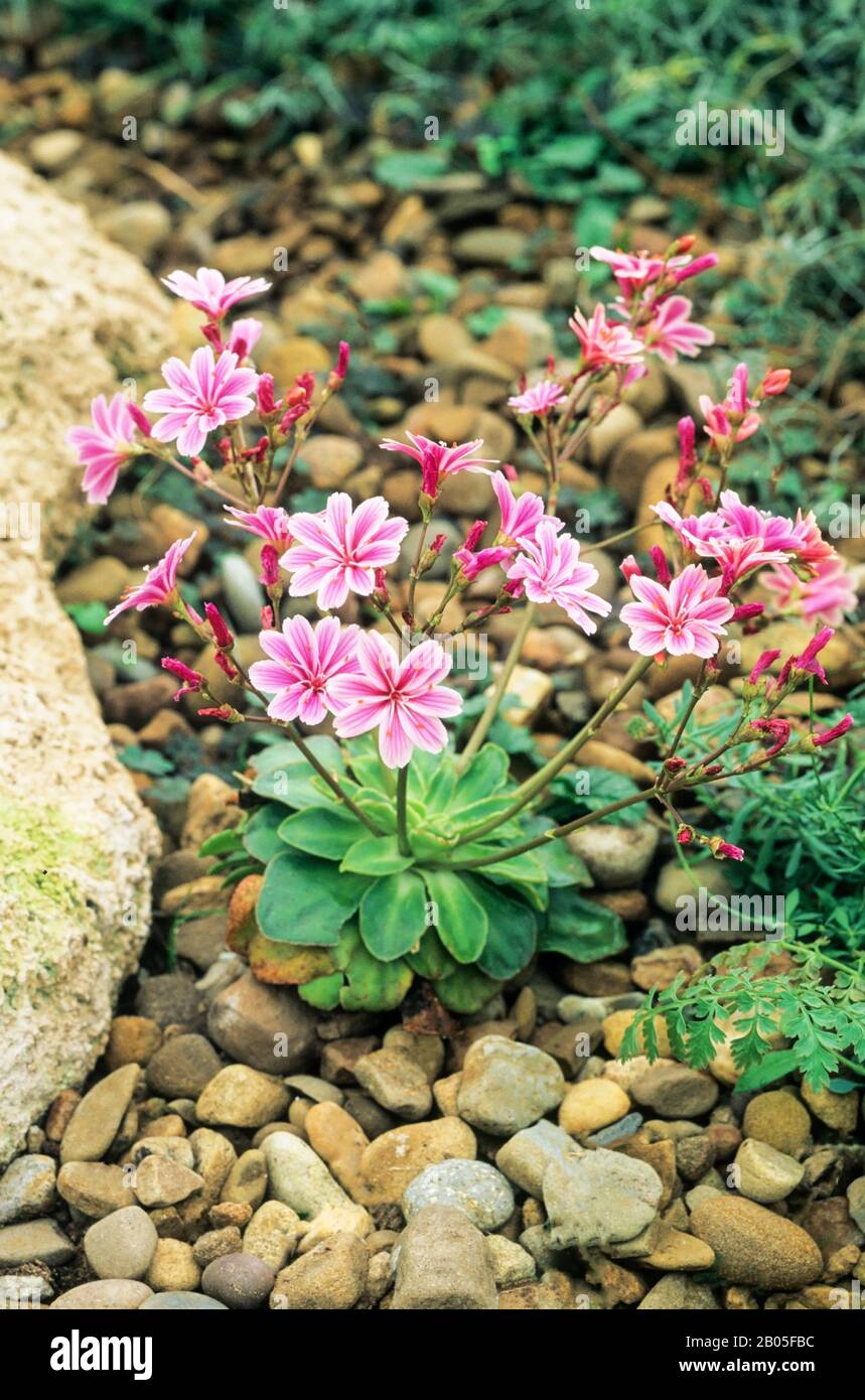 Lewisia cotyledon growing in rockery area with pink flowers  Clump forming perennial that is evergreen  Flowers spring to summer and is frost hardy Stock Photo