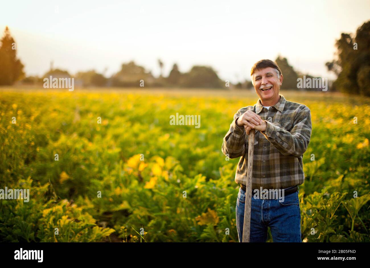Portrait of a smiling farmer leaning on a shovel in a field of crops ...