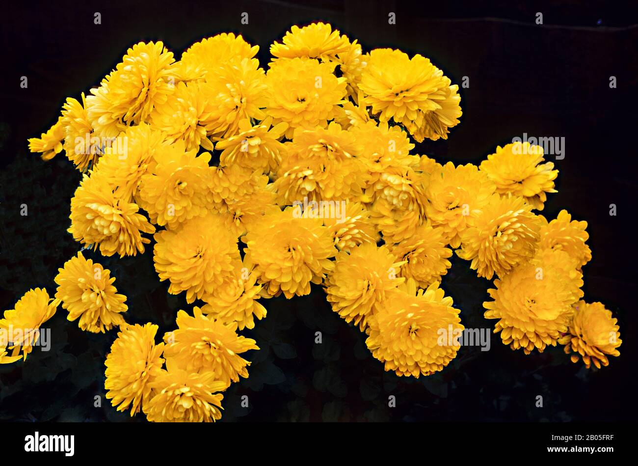 Close view of Chrysanthemum Yellow a compact bushy herbaceous perennial  Flowers from late summer to late autumn is deciduous and frost hardy Stock Photo