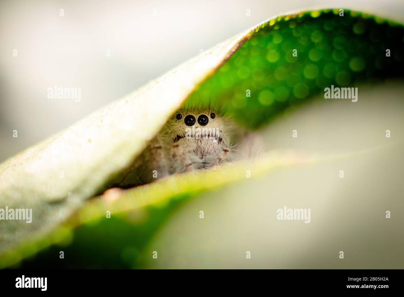 jumping spider on a green leaf macro portrait Stock Photo