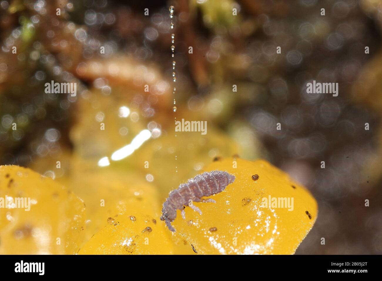 Collembola feeding on yellow slime mould Stock Photo