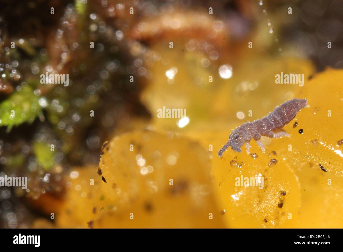 Collembola feeding on yellow slime mould Stock Photo