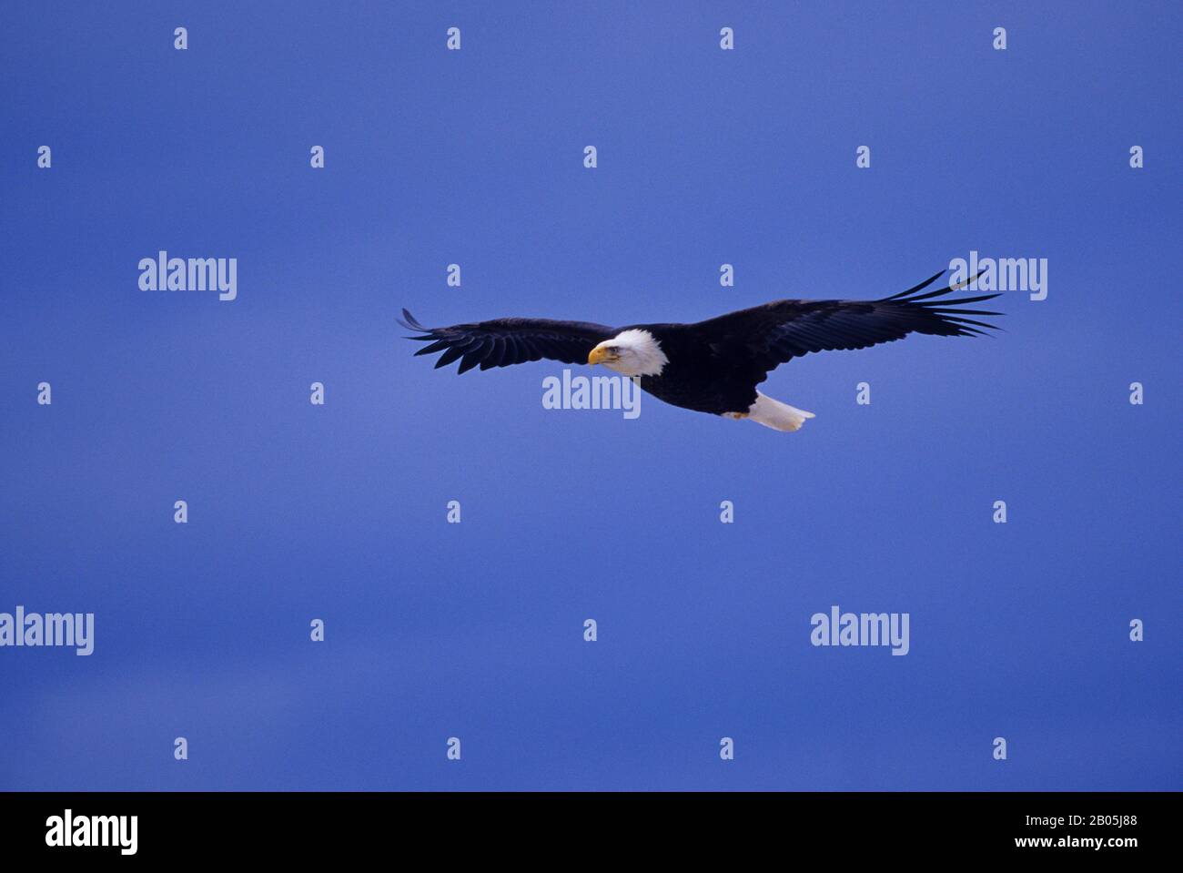 USA, ALASKA, HOMER SPIT, BALD EAGLE FLYING Stock Photo
