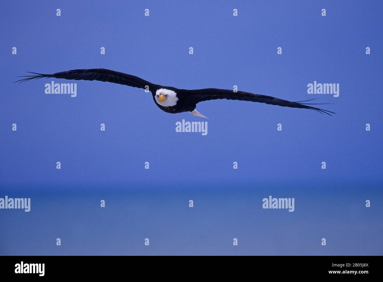 USA, ALASKA, HOMER SPIT, BALD EAGLE FLYING Stock Photo