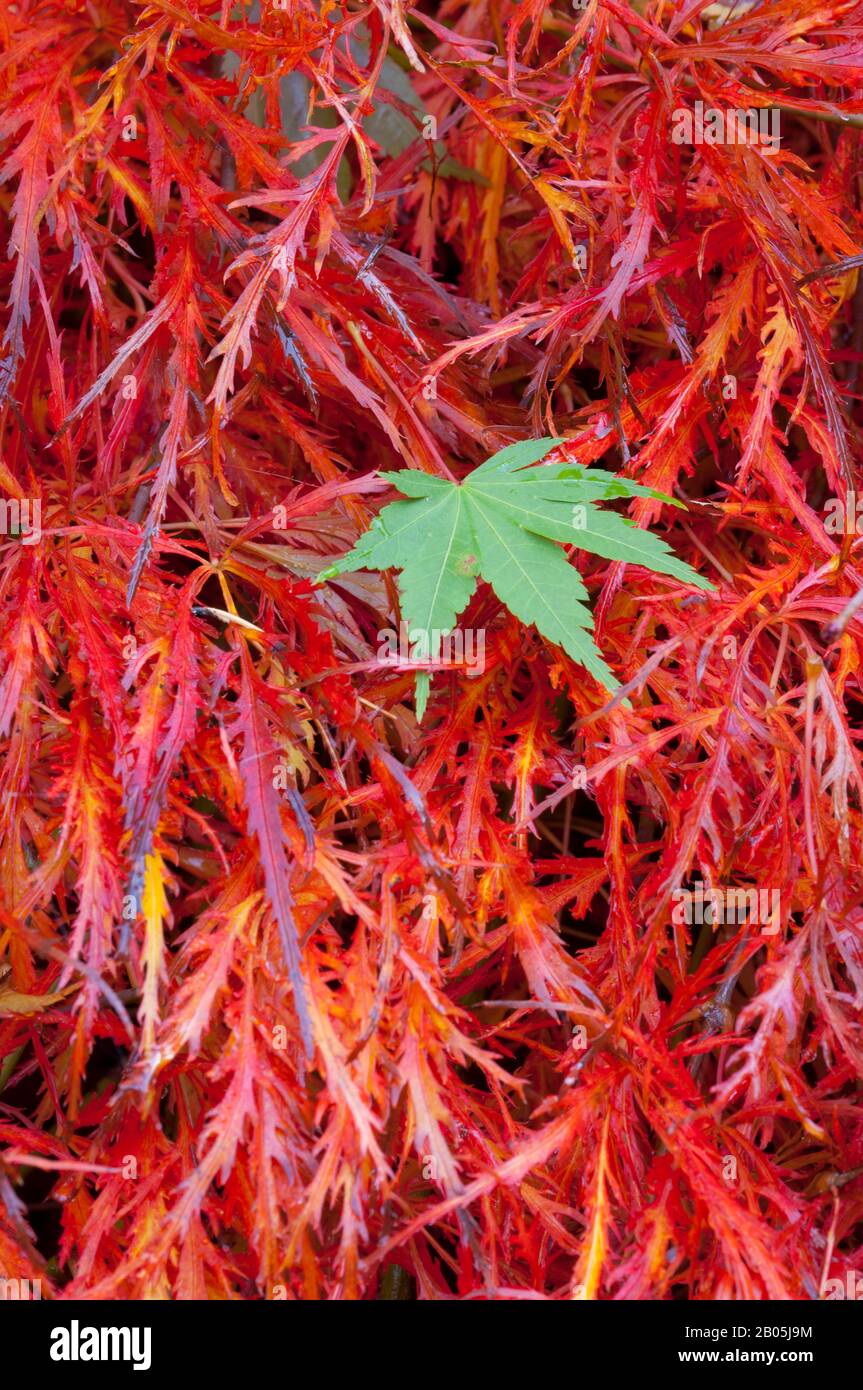 Japanese maple tree in hi-res stock photography and images - Alamy