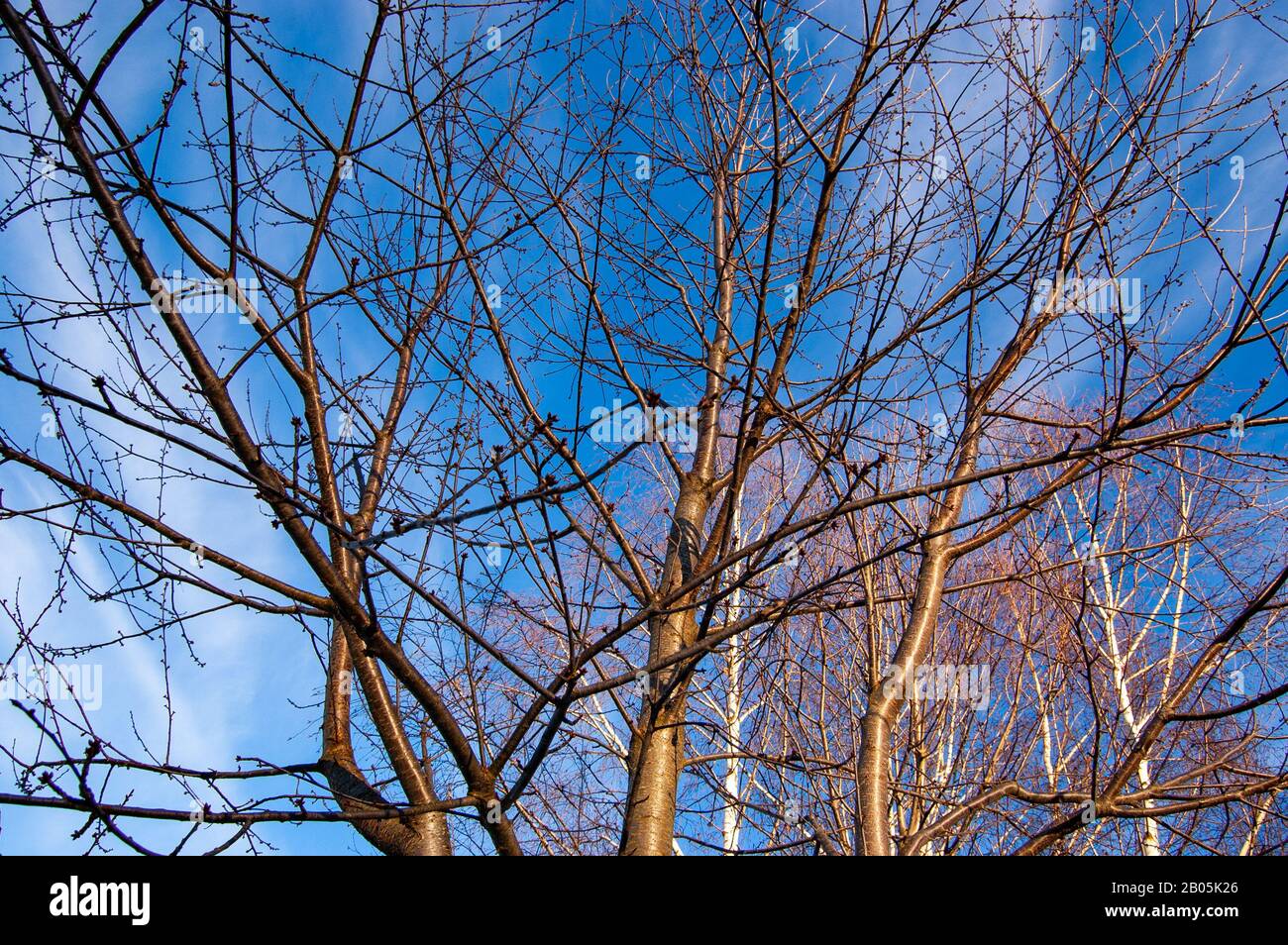 Prunus Avium Wild Cherry In The Winter With Sun Rays Covering Branches Stock Photo Alamy Prunus Avium Wild Cherry In The Winter With Sun Rays Covering Branches Stock Photo Alamy