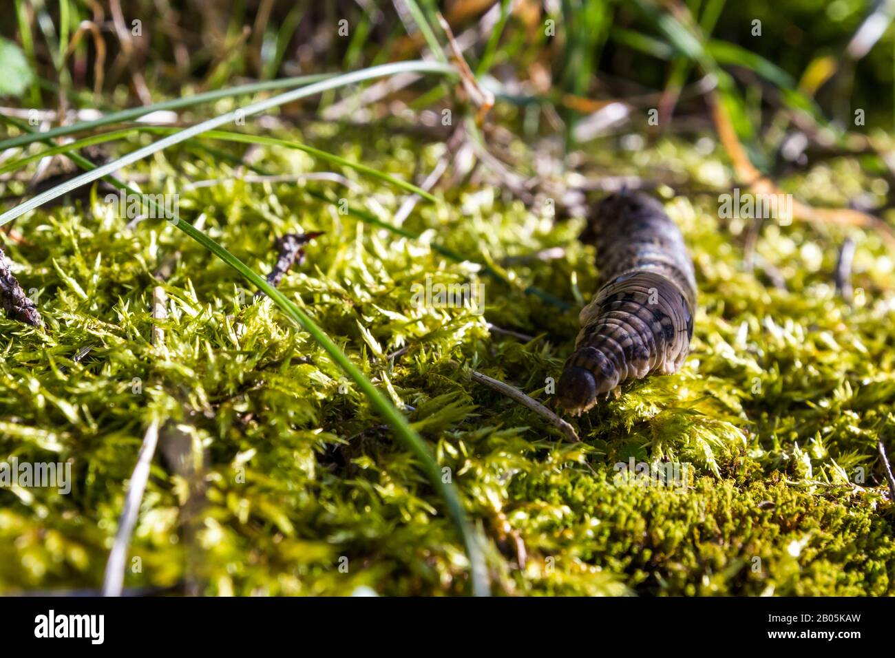 Close up of a large caterpillar crawling on green moss in Fife
