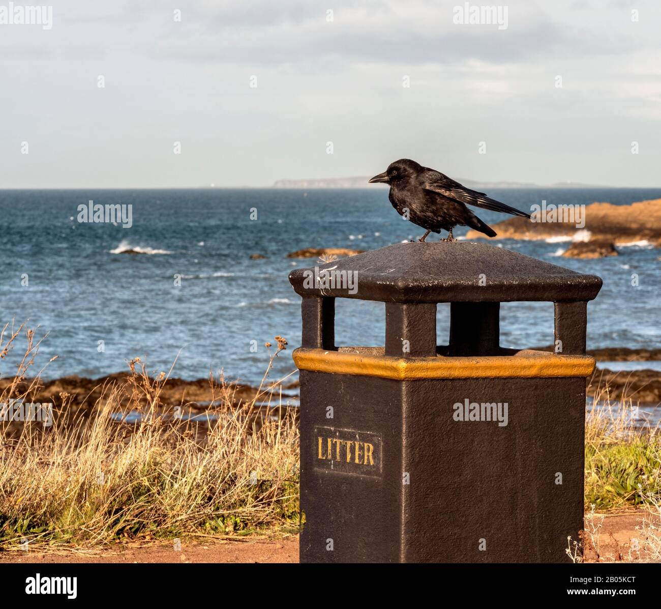 A Crow perching on a litter bin in North Berwick, East Lothian, Scotland, UK. Stock Photo