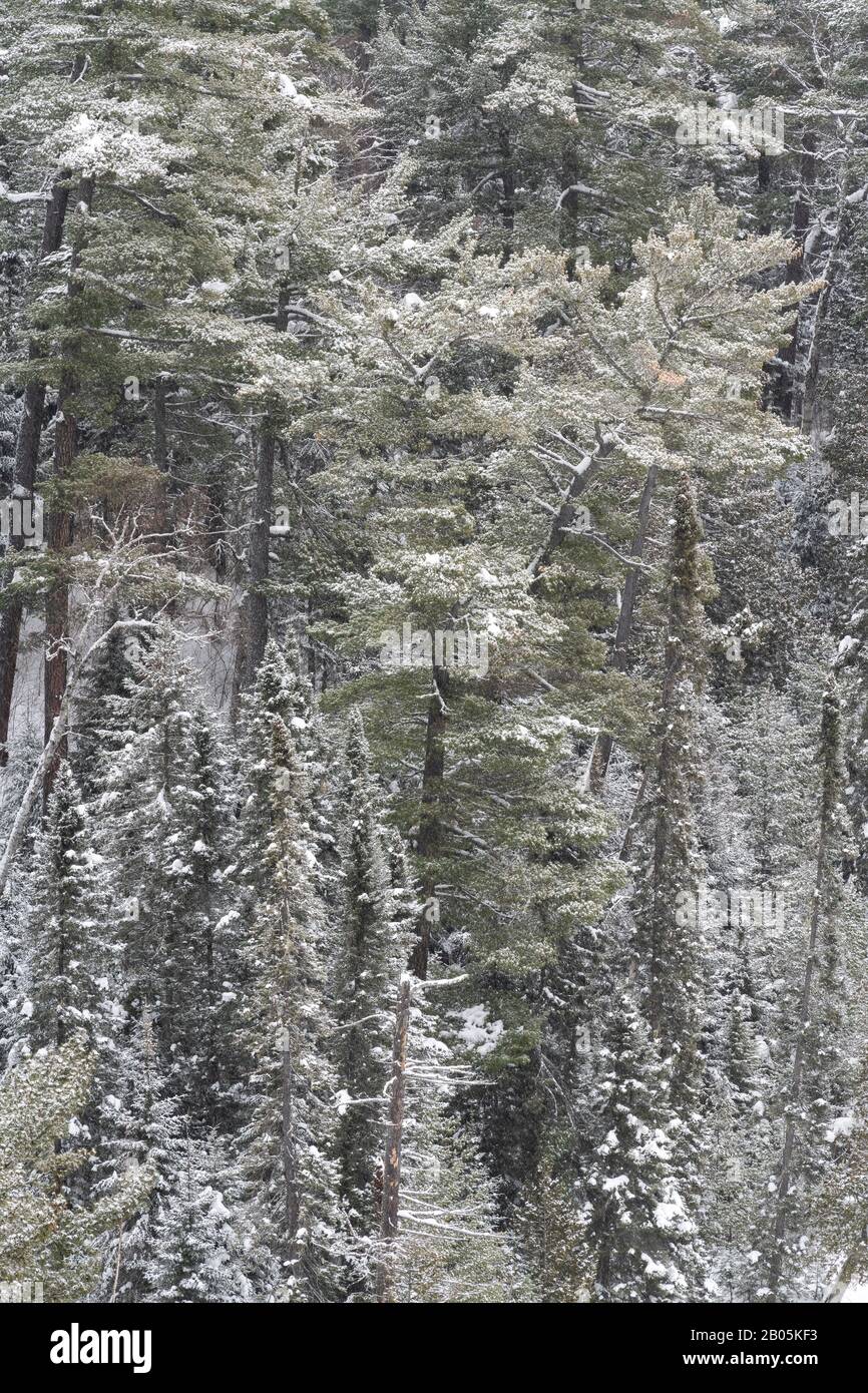 Pine forest, near Bearskin Lake, MN, USA, by Dominique Braud/Dembinsky Photo Assoc Stock Photo