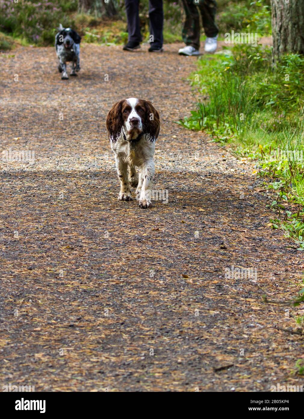 Dogs walking n the Devilla forest in the Kingdom of Fife in Scotland
