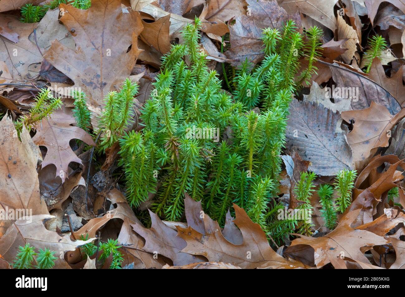 Shining Clubmoss (Huperzia lucidula), early Spring, E USA, by Skip Moody/Dembinsky Photo Assoc Stock Photo