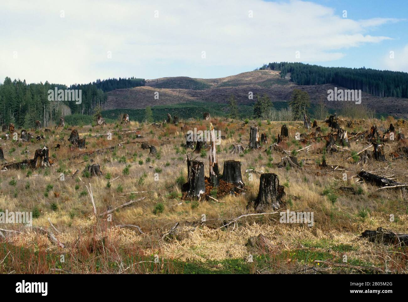 Washington clearcutting hires stock photography and images Alamy