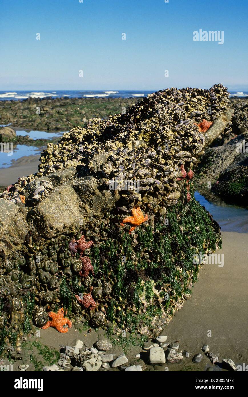 USA, WASHINGTON, OLYMPIC NATIONAL PARK, SHI-SHI BEACH AT LOW TIDE, OCHRE SEA STAR,MUSSELS,BARNACLE Stock Photo