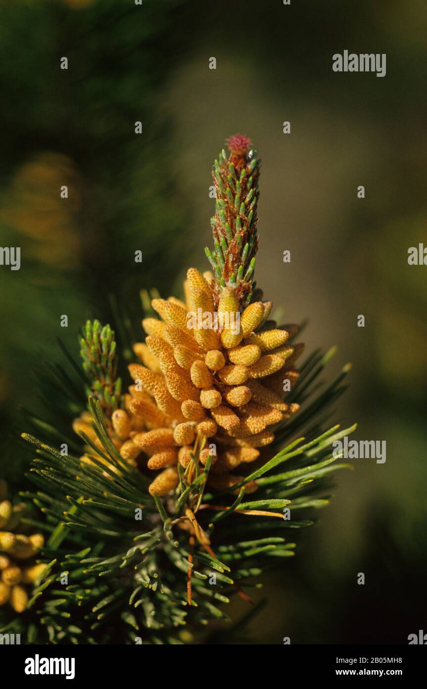 Lopez island hi-res stock photography and images - Alamy