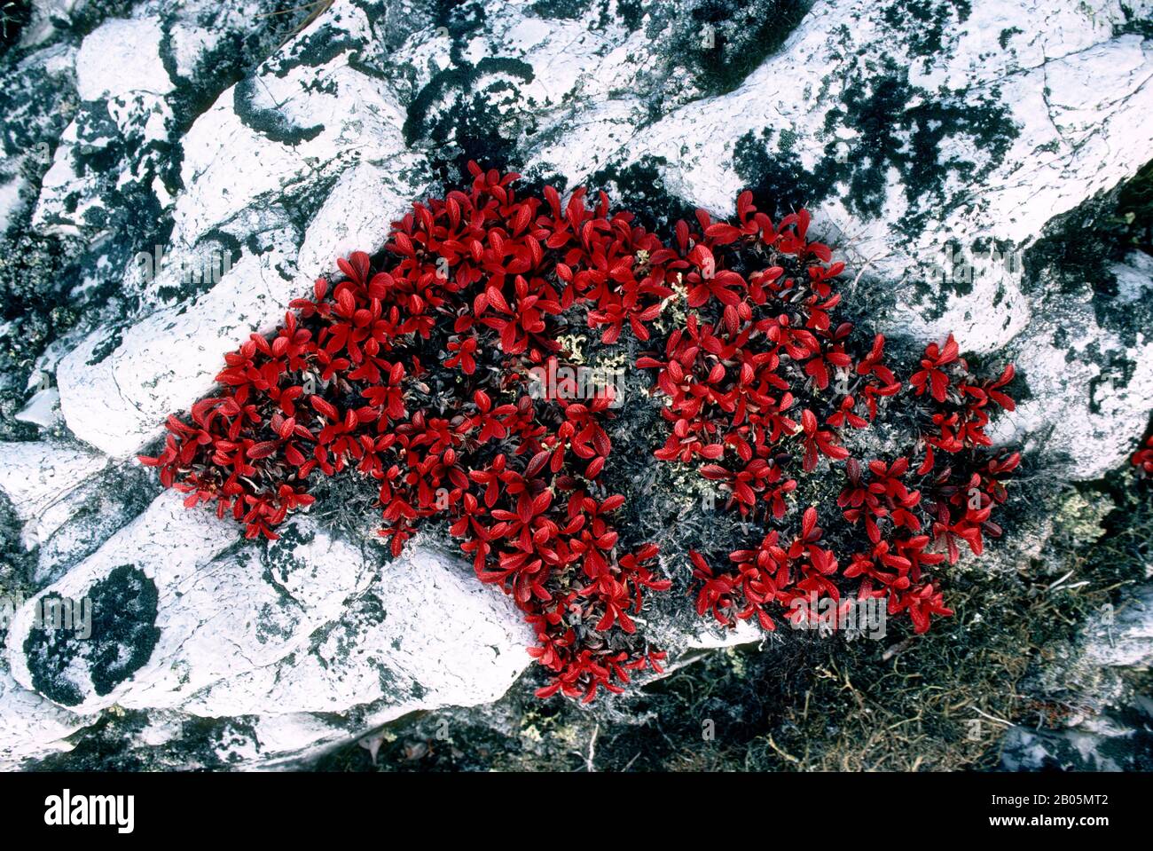 CANADA, NW TERRITORIES, HUDSON BAY, MARBLE ISLAND, BEARBERRY IN FALL Stock Photo