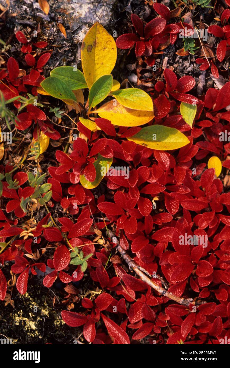 CANADA, NUNAVUT, HUDSON BAY, MARBLE ISLAND, BEARBERRY AND ARCTIC WILLOW IN FALL Stock Photo
