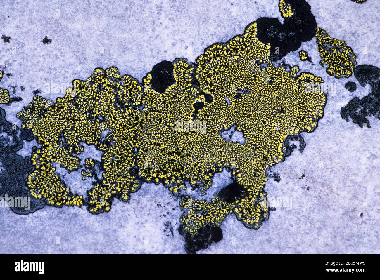 CANADA, NUNAVUT, HUDSON BAY, MARBLE ISLAND, LICHENS ON ROCK Stock Photo