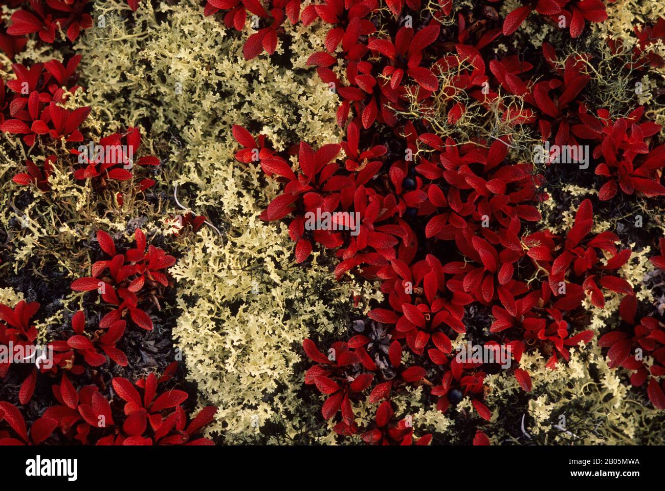 CANADA, NUNAVUT, HUDSON BAY, MARBLE ISLAND, BEARBERRY AND CARIBOU LICHENS IN FALL Stock Photo