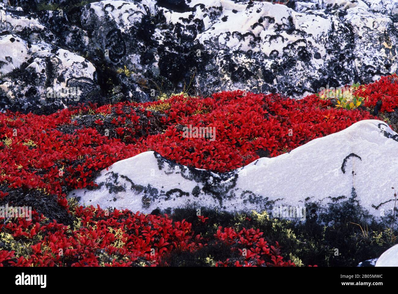 CANADA, NUNAVUT, HUDSON BAY, MARBLE ISLAND, BEARBERRY, AND CARIBOU